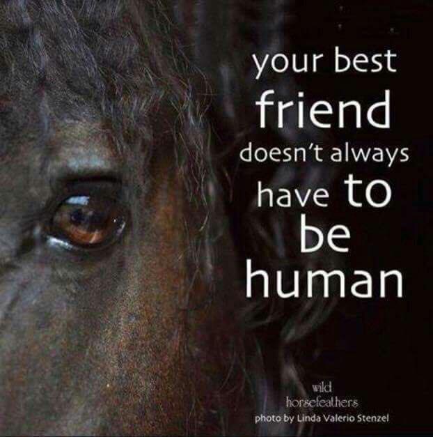 Horse Quote